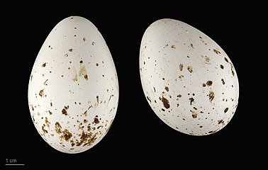 Яйцо Platalea leucorodia — Тулузский музей
