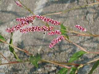 <i>Persicaria longiseta</i> species of plant