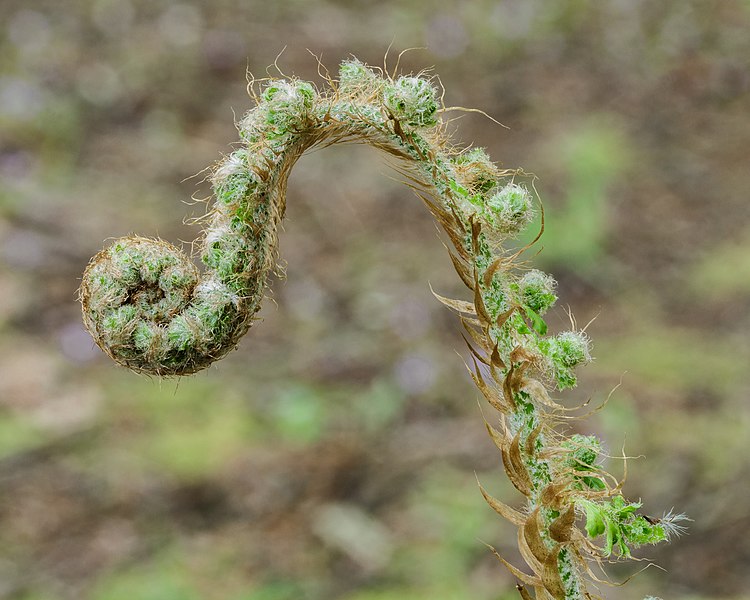 File:Polystichum setiferum 'Cristato Pinnulum' (Niervaren). (d.j.b.). 02.jpg