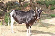 Ponwar Cow Ponwar 01.JPG