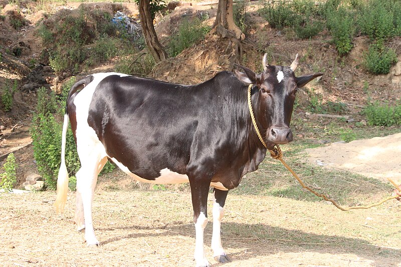 cow species in india