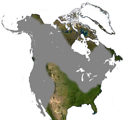 Porcupine North America Range.jpg