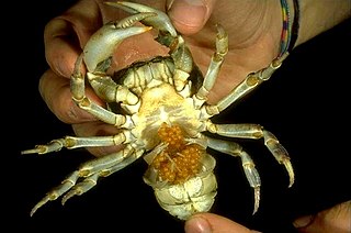 Pleocyemata Suborder of crustaceans