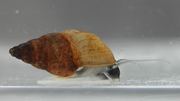 Thumbnail for New Zealand mud snail