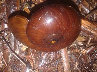 <i>Powelliphanta superba</i> Species of gastropod