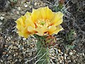 Čeština: Pražská Botanická zahrada v Troji, kvetoucí opuncie nápověda English: Botanical garden in Prague-Troja, opuntia blossom