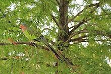 A male princess parrot perched on a branch. Princess Parrot HD pic.JPG