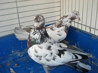 Prishtina Roller Breed of pigeon