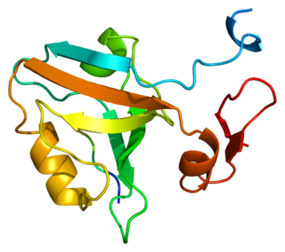 <span class="mw-page-title-main">DLG4</span> Mammalian protein found in Homo sapiens