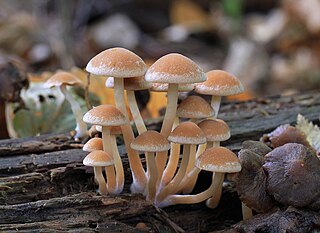 <i>Psathyrella piluliformis</i> Species of fungus