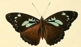 <i>Pseudacraea imerina</i> Species of butterfly
