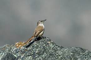 Popis tohoto obrázku, také komentován níže