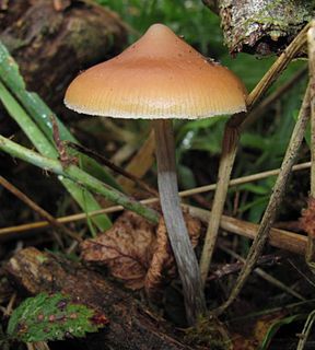 <i>Psilocybe azurescens</i> Species of fungus