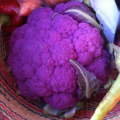 紫色花椰菜（台農1號）
