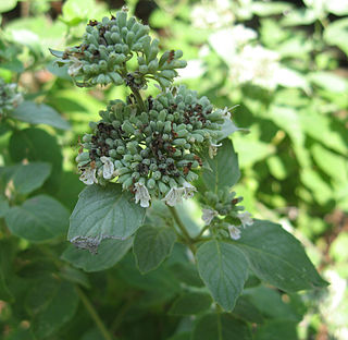 <i>Pycnanthemum curvipes</i> Species of flowering plant