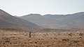 Qashqai nomad lady Grazing sheep