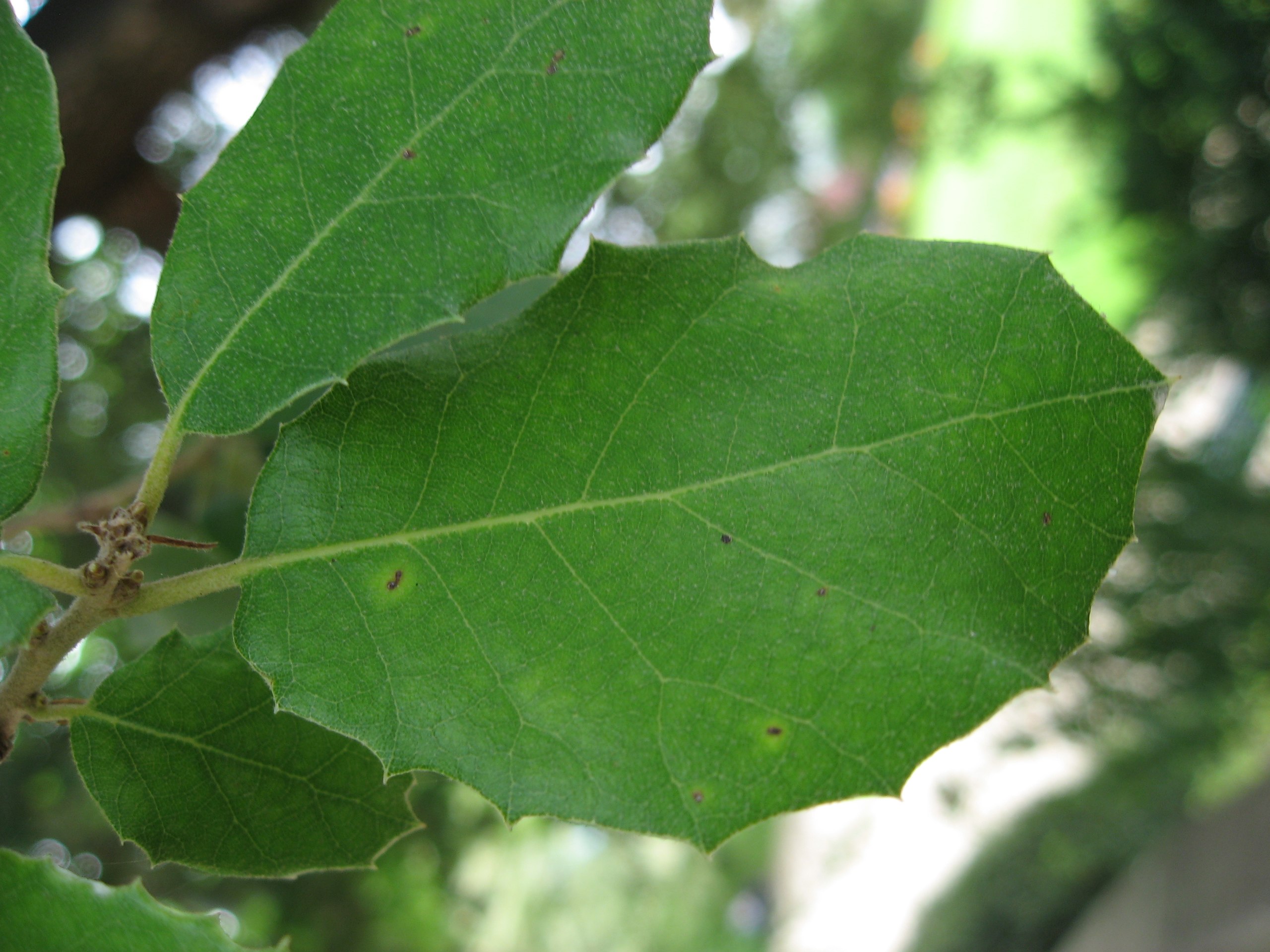 File:Leña cortada de carrasca, encina (Quercus ilex).jpg - Wikimedia Commons