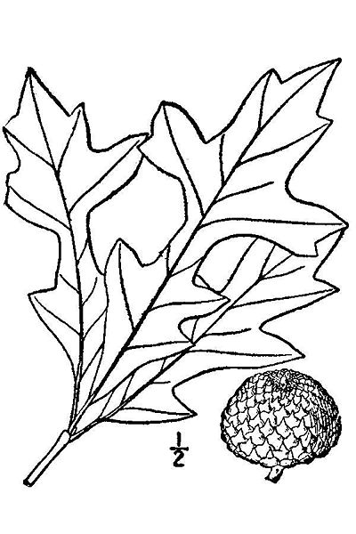 File:Quercus lyrata drawing.jpg