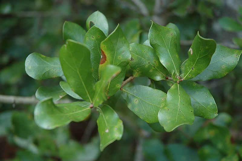 File:Quercus myrtifolia (23843033679).jpg