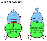 Breathe Easy: Demystifying Your Respiratory System - Ask The Scientists