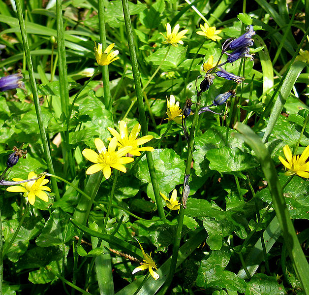 File:Ranunculus ficaria Flowers and leaves.jpg