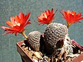 Miniatura para Rebutia albopectinata