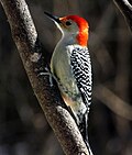 Red-bellied Woodpecker (M. carolinus) male.JPG