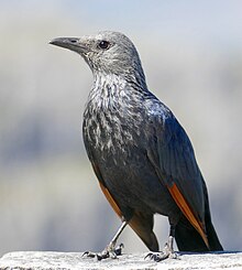 Red-winged Starling (Onychognathus morio) female ... (52681108010).jpg