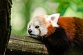 Red Panda (18454675602).jpg