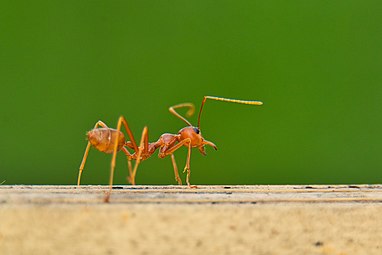 Red ant 02.jpg