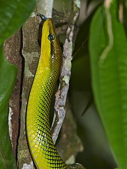 Redtail Rat Snake (Gonyosoma oxycephalum) (15435236877).jpg