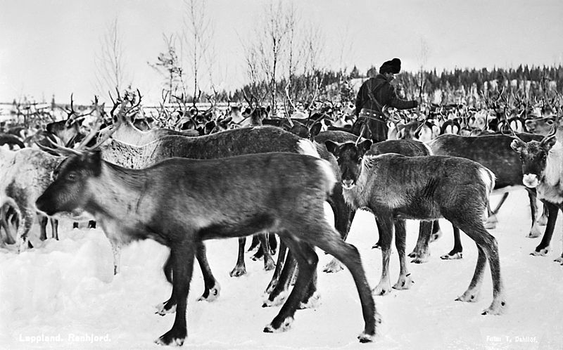 File:Reindeer, Jukkasjärvi, Lappland, Sweden (9964732885).jpg