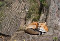 * Nomination Red fox (Vulpes vulpes) in parc animalier de Sainte-Croix (Moselle). --Musicaline 10:35, 9 January 2019 (UTC) * Promotion  Support Good quality. --Poco a poco 19:32, 9 January 2019 (UTC)