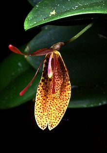 Restrepia elegans Orchi 02.jpg