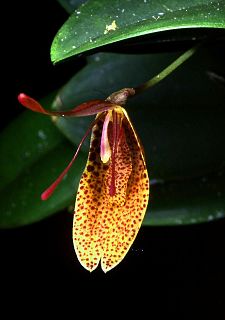 <i>Restrepia elegans</i> Species of orchid