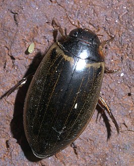 Rhantus calidus