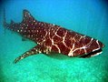 Requin baleine (Rhincodon typus, Orectolobiformes, Rhincodontidae), Maldives