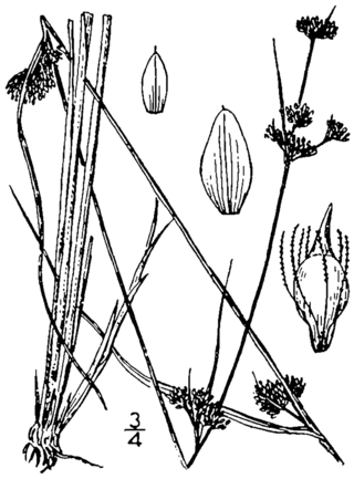 <i>Rhynchospora capillacea</i> Species of grass-like plant