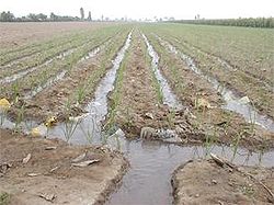 Irrigated land Riego por surcos.JPG