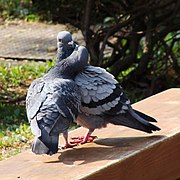 Columbidae