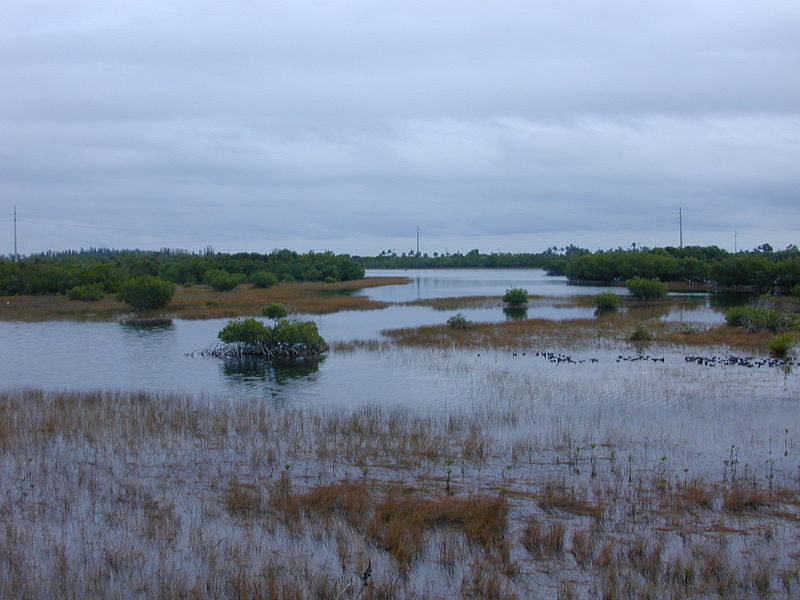 File:Rookery Bay National Estuarine Research Reserve.jpg