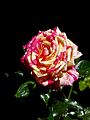 Broceliande (Rose)