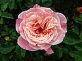 Rosa Gateway 2019-06-07 1187.jpg