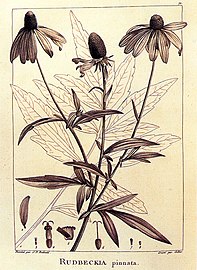 Rudbeckia pinnata, extraído de la Description des plantes nouvelles et peu connues, cultivées dans le jardín de J.-M. Cels (1799)