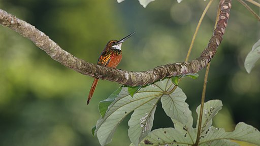 Rufous-tailed Jacamar (Galbula ruficauda) (4090194954)