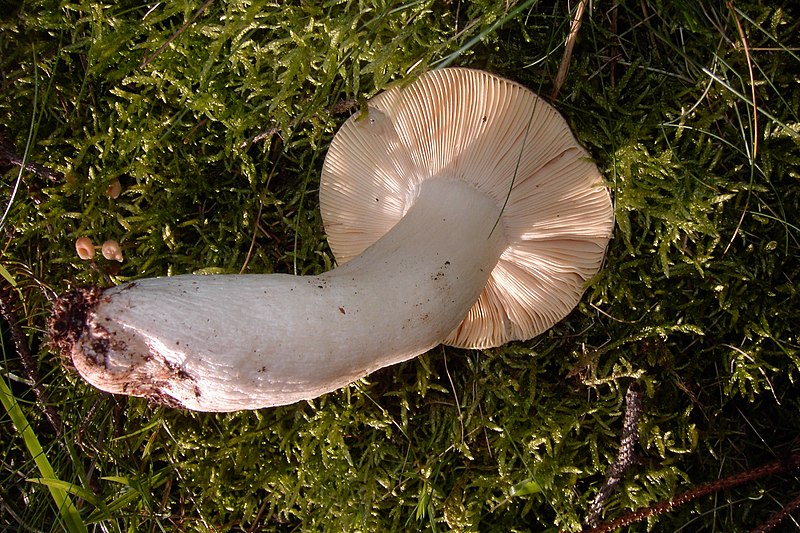 File:Russula-intergra-L.JPG