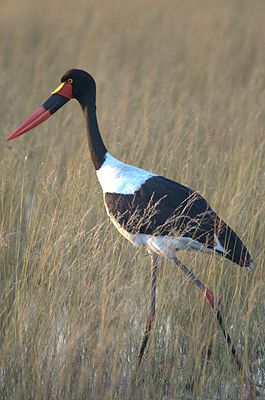 Saddle Stork (Ephippiorhynchus senegalensis)