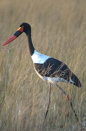 Ephippiorhynchus Senegalensis