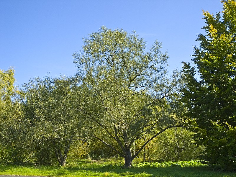 File:Salix fragilis 003.jpg