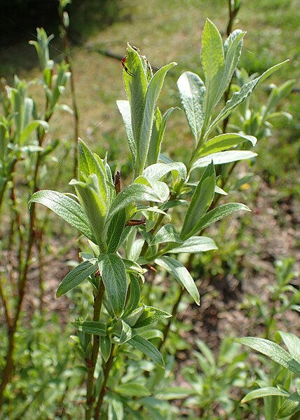 File:Salix lapponum kz21.jpg